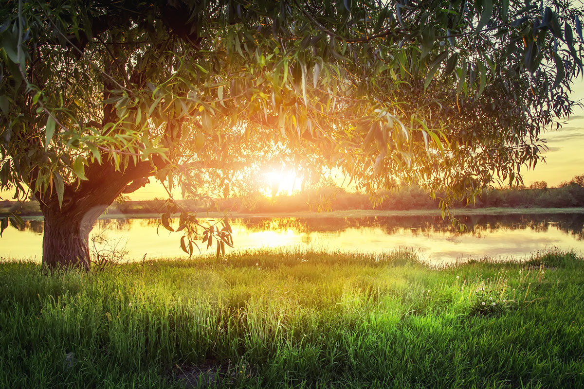 bigstock Large Tree On River Shore At S 228698821