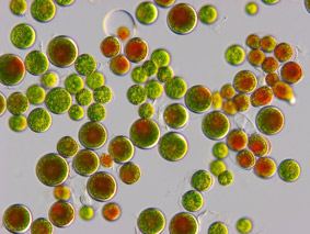 geniALGE Blutregenalge Haematococcus