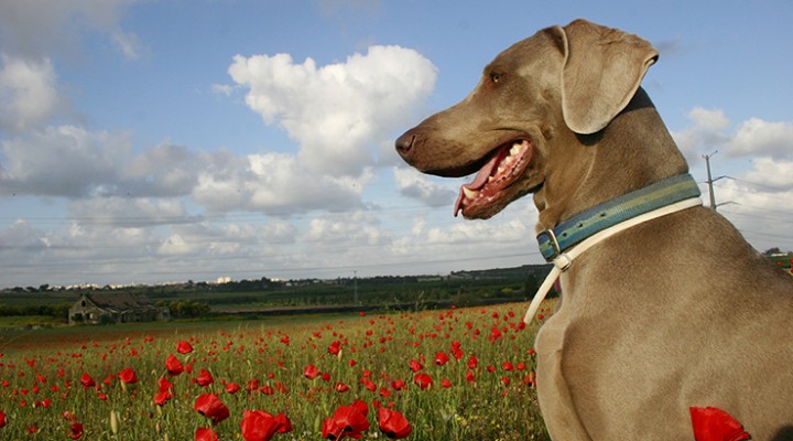 Hundewiese für Mondseegemeinden