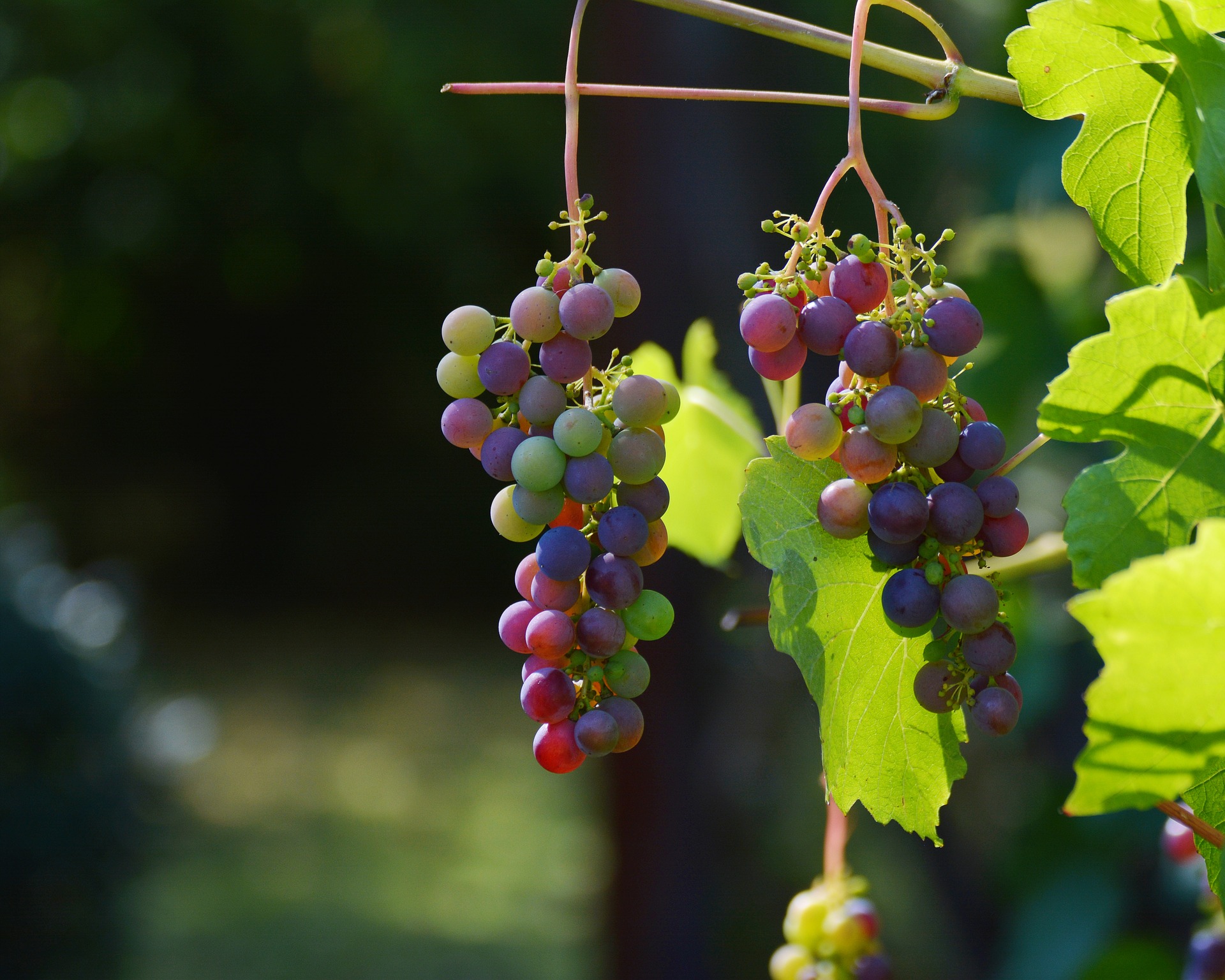 Weinfest 