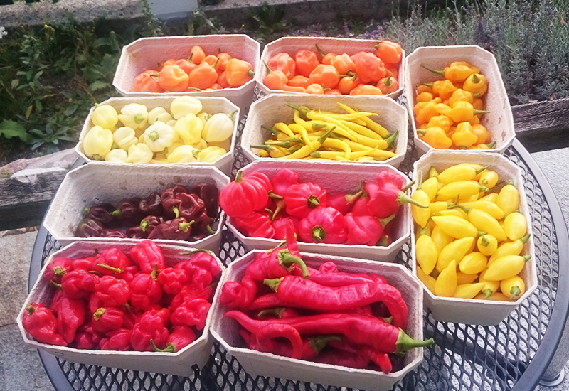 tomatenfluesterer scharfe Chilis