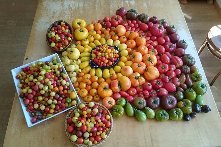 tomatenfluesterer tomaten