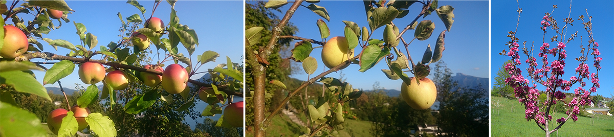 tomatenflusterer apfelcollage
